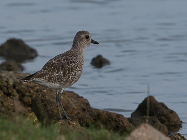 <h3><a href="/trips/srilanka/biota/animalia/chordata/aves/024 charadriiformes/009 charadriidae/pluvialis fulva/pluvialis fulva-nl.html">Pluvialis&nbsp;fulva</a> / Pacific&nbsp;golden&nbsp;plover / Aziatische&nbsp;goudplevier</h3>NIKON D500 met AF-S Nikkor 80-400mm f/4.5-5.6G ED VR, 1/640 sec  bij F8.0, ISO 200, afstand 19.9&nbsp;m